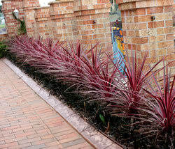 Ausplant Nursery Cordyline Sunrise